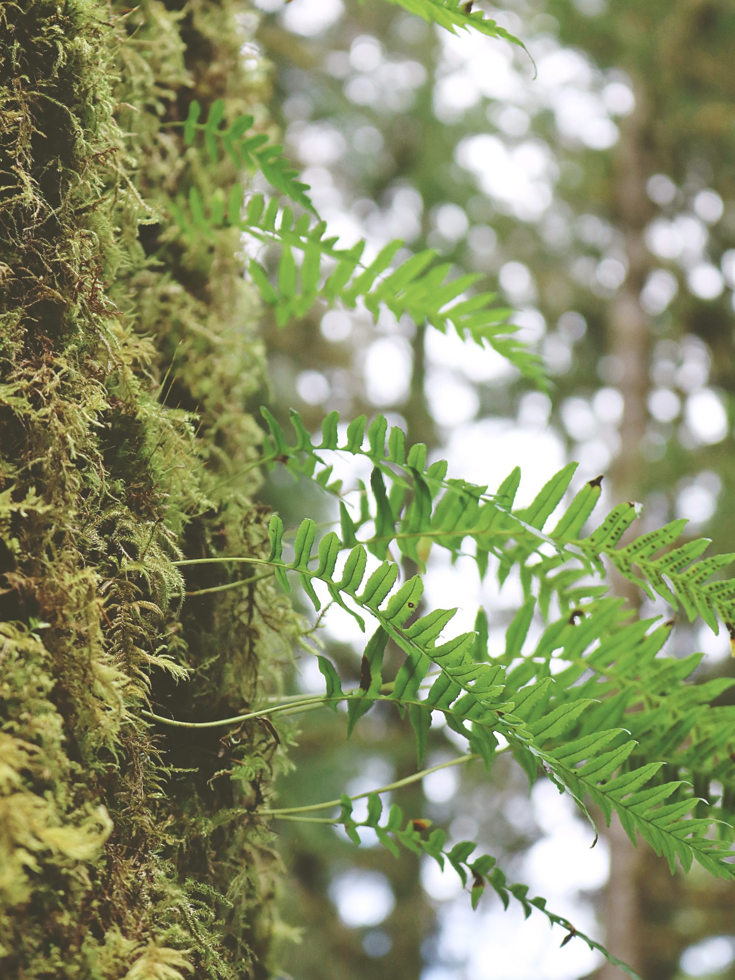 forest-plants